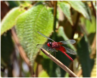 Erythrodiplax famula mâle, Reddish dragonlet