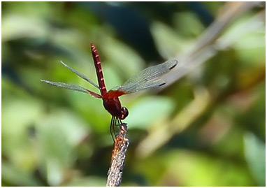 Erythrodiplax famula mâle, Reddish dragonlet