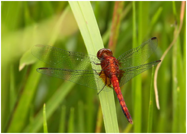 Erythrodiplax fusca mâle, Red-faced Dragonlet