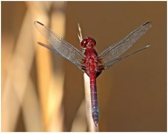 Erythrodiplax fusca mâle, Red-faced Dragonlet