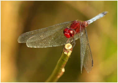 Erythrodiplax fusca mâle, Red-faced Dragonlet