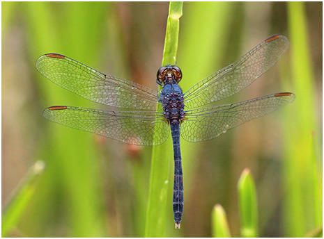 Erythrodiplax juliana mâle, Grassland dragonlet