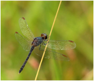 Erythrodiplax juliana mâle, Grassland dragonlet