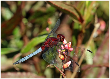 Erythrodiplax melanorubra mâle, Red-and-Blue Dragonlet 