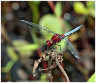 Erythrodiplax melanorubra mâle, Red-and-Blue Dragonlet 