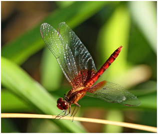 Erythrodiplax ochracea mâle, Ochre dragonlet