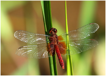 Erythrodiplax ochracea mâle, Ochre dragonlet