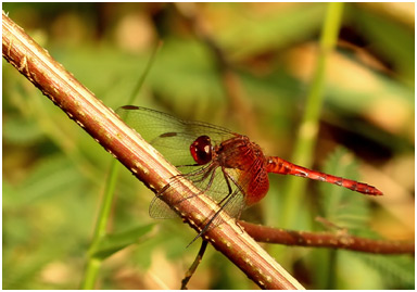 Erythrodiplax ochracea mâle, Ochre dragonlet