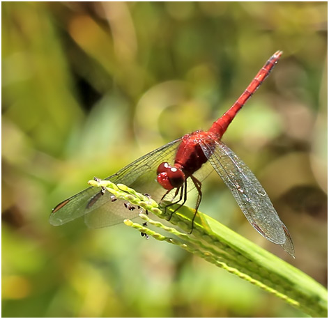 Erythrodiplax pallida mâle, Mimic Dragonlet