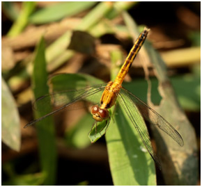 Erythrodiplax paraguayensis femelle, Paraguayan Dragonlet