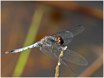 Erythrodiplax paraguayensis mâle, Paraguayan Dragonlet 