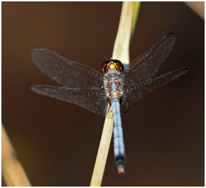 Erythrodiplax paraguayensis mâle, Paraguayan Dragonlet