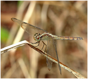 Erythrodiplax umbrata femelle, Band-winged Dragonlet