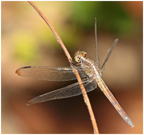 Erythrodiplax umbrata femelle, Band-winged Dragonlet