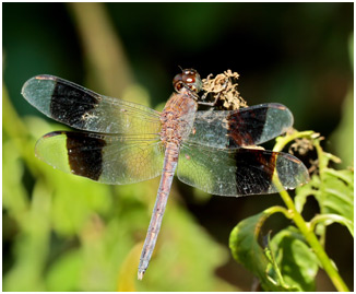 Erythrodiplax umbrata mâle, Band-winged Dragonlet