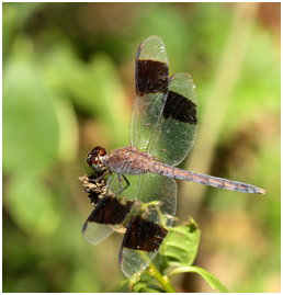 Erythrodiplax umbrata mâle, Band-winged Dragonlet