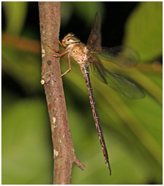 Gynacantha nervosa mâle, Twilight Duskhawker