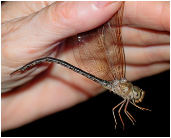 Gynacantha nervosa mâle, Twilight Duskhawker