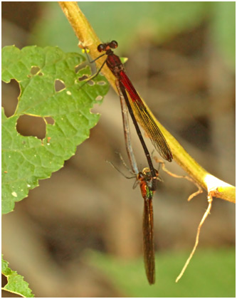 Hetaerina hebe accouplement, Purple rubyspot mating