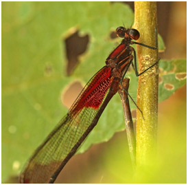 Hetaerina hebe accouplement, Purple rubyspot mating