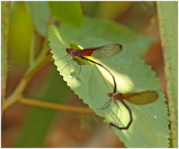 Hetaerina hebe accouplement, Purple rubyspot mating