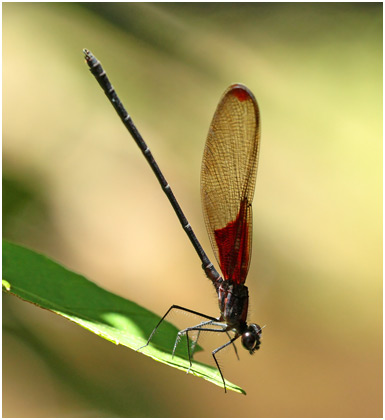 Hetaerina hebe mâle, Purple Rubyspot