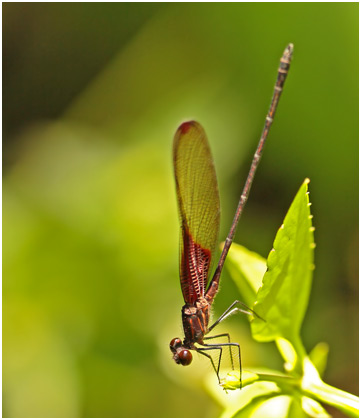 Hetaerina hebe mâle, Purple Rubyspot