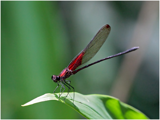 Hetearina rosea mâle, Rosy Rubyspot