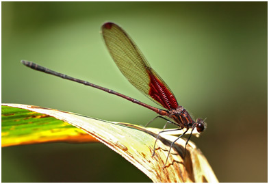 Hetearina rosea mâle, Rosy Rubyspot