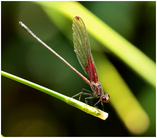 Hetearina rosea mâle, Rosy Rubyspot