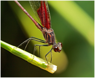 Hetearina rosea mâle, Rosy Rubyspot