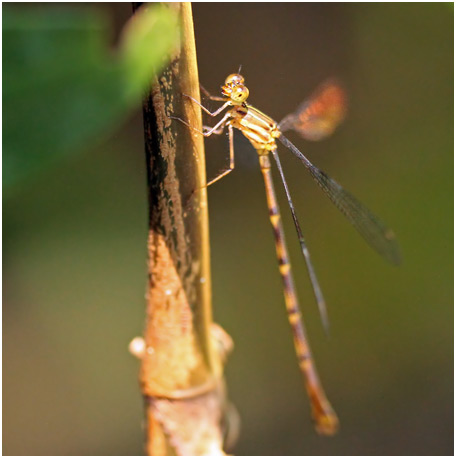 Heteragrion aurantiacum femelle