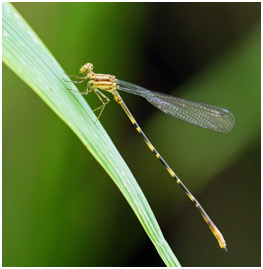 Heteragrion aurantiacum mâle, Orange-striped Flatwing