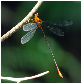 Heteragrion aurantiacum mâle, Orange-striped Flatwing