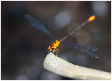 Heteragrion aurantiacum mâle, Orange-striped Flatwing