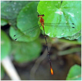 Heteragrion aurantiacum mâle, Orange-striped Flatwing