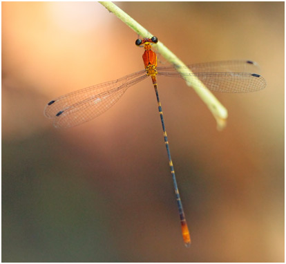 Heteragrion consors mâle, Orange Flatwing