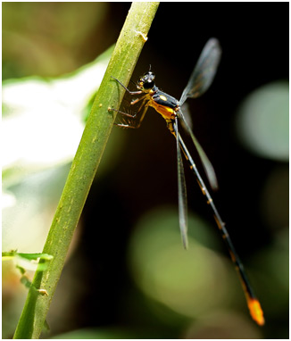 Heterargion ovatum, Dot-backed Flatwing