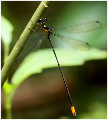 Heterargion ovatum, Dot-backed Flatwing