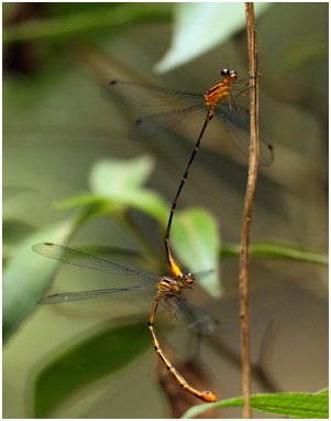 Heteragrion rogertaylori accouplement, Orange-and-black Flatwing 