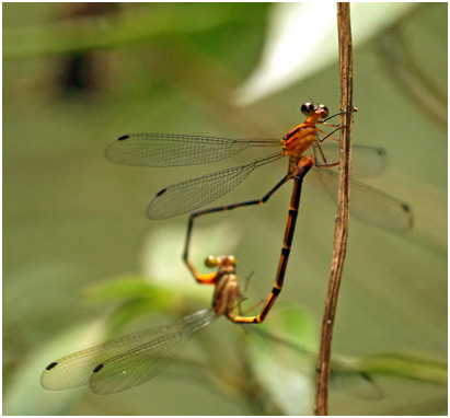 Heteragrion rogertaylori accouplement, Orange-and-black Flatwing