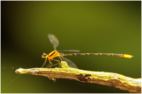 Heteragrion rogertaylori mâle, Orange-and-black Flatwing