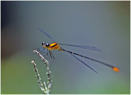 Heteragrion rogertaylori mâle, Orange-and-black Flatwing