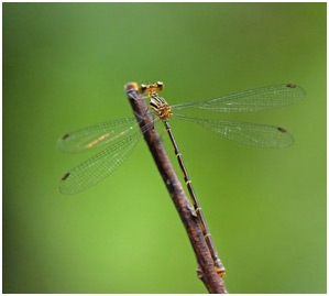 Heteragrion sp. femelle, Persimmon flatwing