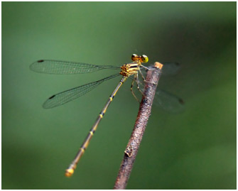 Heteragrion sp. femelle, Persimmon flatwing