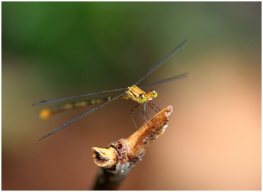 Heteragrion sp. mâle, Persimmon flatwing