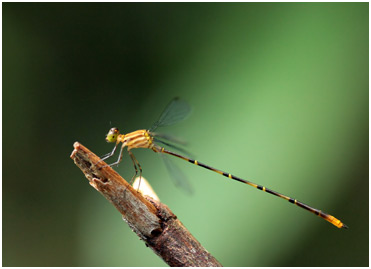 Heteragrion sp. mâle, Persimmon flatwing