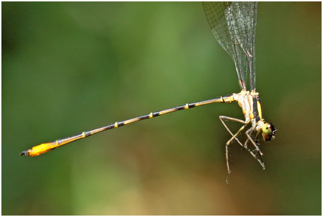 Heteragrion tiradense, Lesser Dot-backed Flatwing