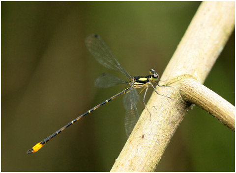 Heteragrion tiradense, Lesser Dot-backed Flatwing