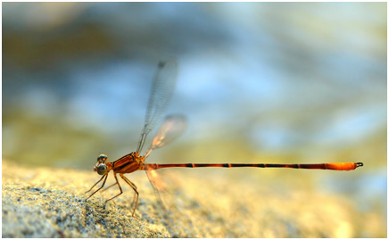 Heteragrion triangulare mâle, Spray-zone Flatwing